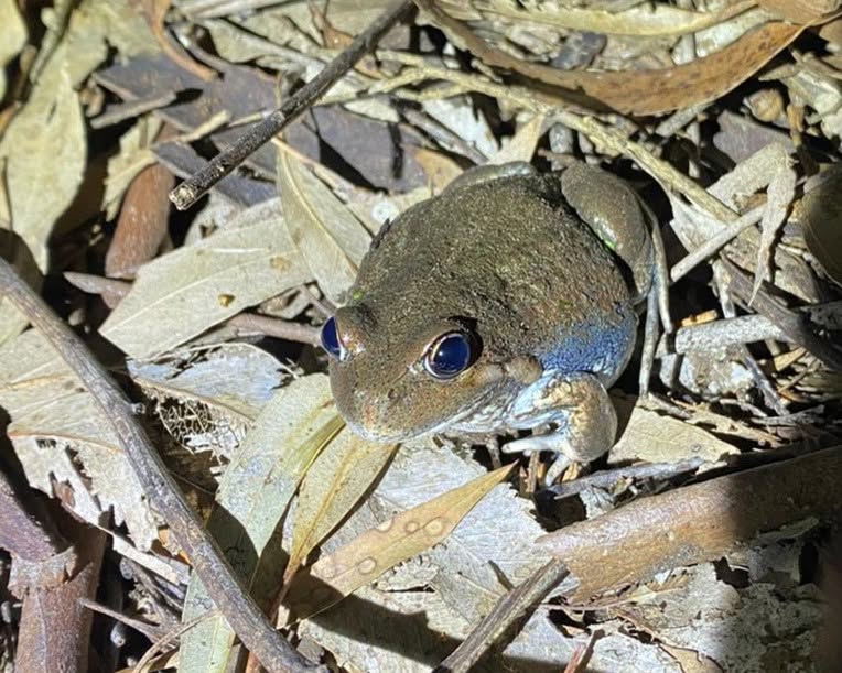 Frog Census
