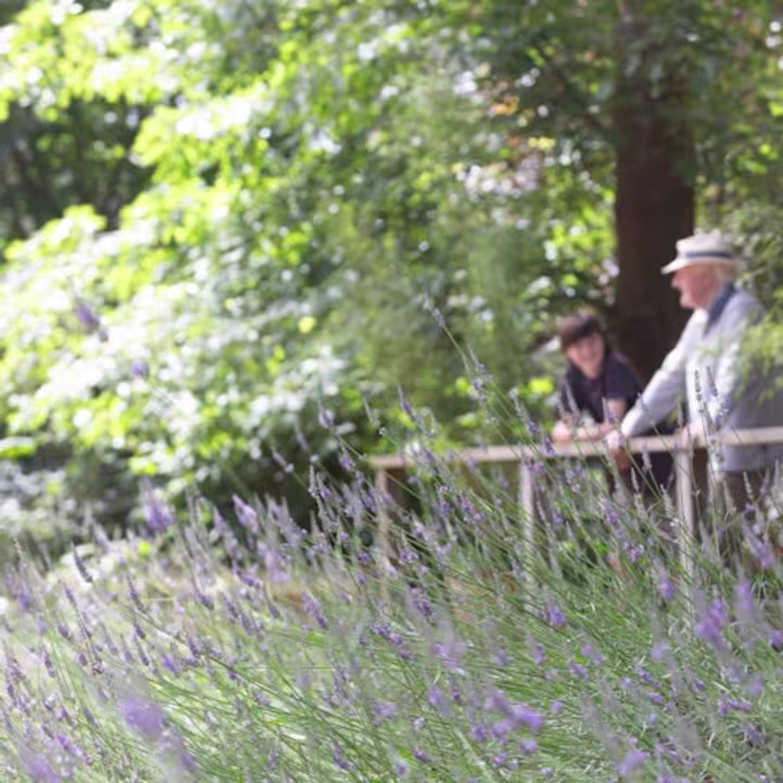 Ashcombe Maze & Lavender Gardens: Entry Ticket