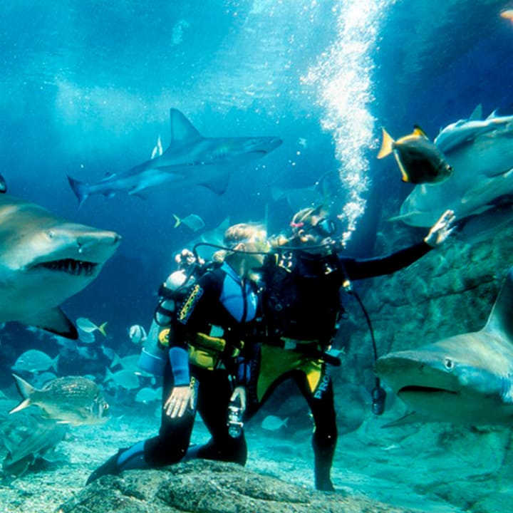 Shark Dive Xtreme at SEA LIFE Melbourne